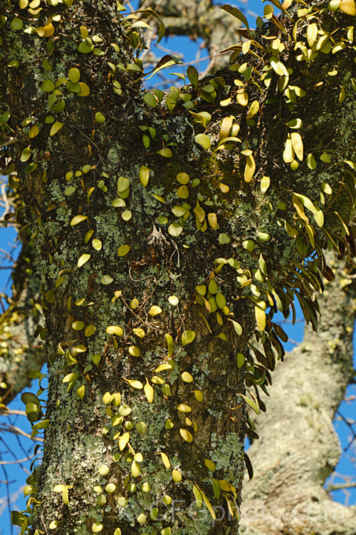 Leather-leaf. Fern (<i>Pyrrosia eleagnifolia</i>), a epiphytic fern endemic to New Zealand, where it occurs over much of the country but is less common in the drier eastern areas. It may also be ground dwelling