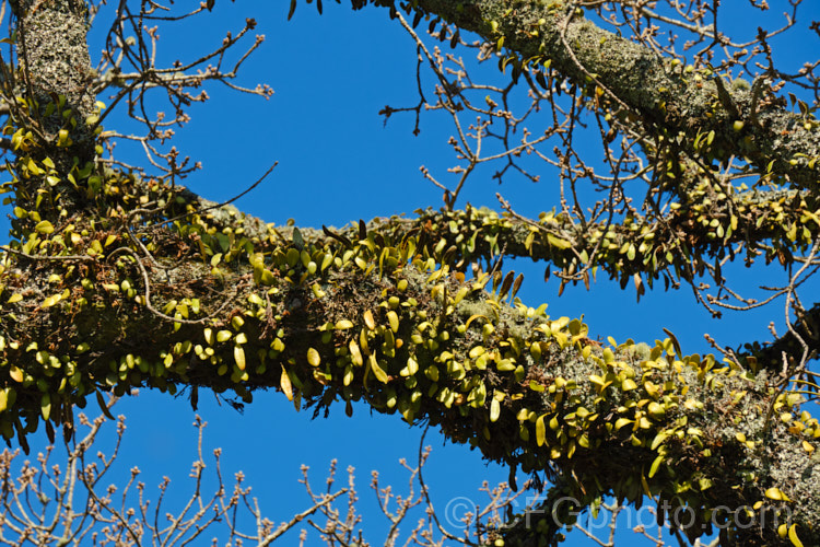 Leather-leaf. Fern (<i>Pyrrosia eleagnifolia</i>), a epiphytic fern endemic to New Zealand, where it occurs over much of the country but is less common in the drier eastern areas. It may also be ground dwelling