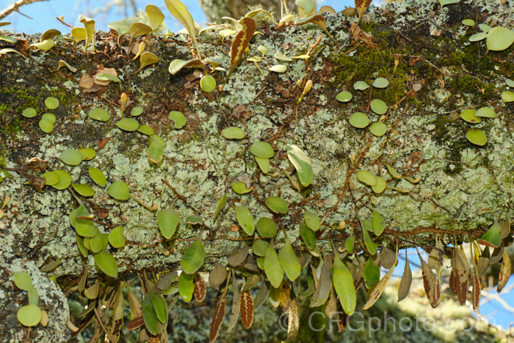 Leather-leaf. Fern (<i>Pyrrosia eleagnifolia</i>), a epiphytic fern endemic to New Zealand, where it occurs over much of the country but is less common in the drier eastern areas. It may also be ground dwelling