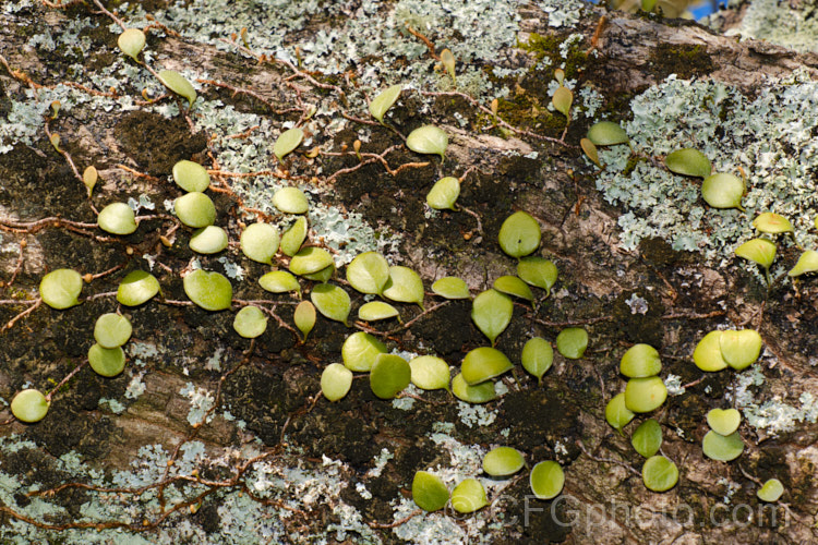 Leather-leaf. Fern (<i>Pyrrosia eleagnifolia</i>), a epiphytic fern endemic to New Zealand, where it occurs over much of the country but is less common in the drier eastern areas. It may also be ground dwelling