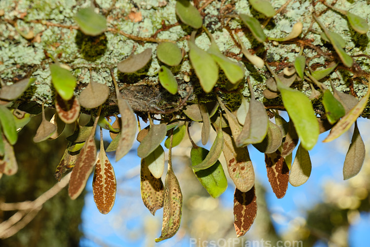 Leather-leaf fern (<i>Pyrrosia eleagnifolia</i>), a epiphytic fern endemic to New Zealand, where it occurs over much of the country but is less common in the drier eastern areas. It may also be ground dwelling. Order: Polypodiales, Family: Polypodiaceae