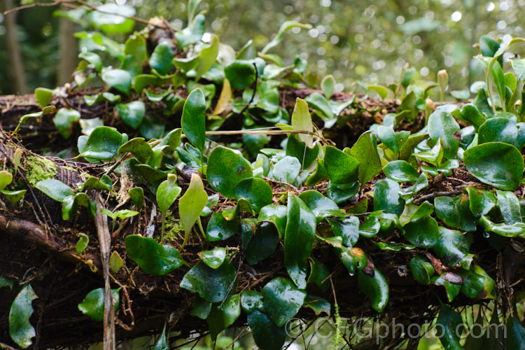 Leather-leaf. Fern (<i>Pyrrosia eleagnifolia</i>), a epiphytic fern endemic to New Zealand, where it occurs over much of the country but is less common in the drier eastern areas. It may also be ground dwelling