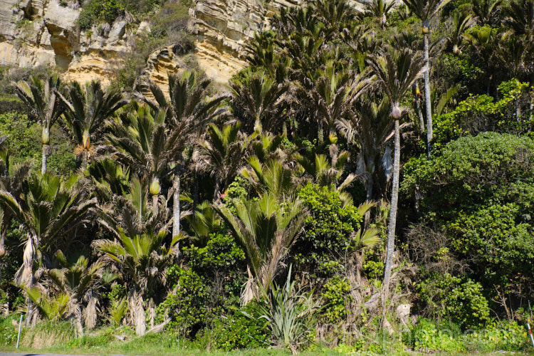 Nikau Palm or Shaving Brush Palm (<i>Rhopalostylis sapida</i>), a New Zealand feather palm also found at 44S in the Chatham Islands, making it the southernmost palm. rhopalostylis-2553htm'>Rhopalostylis.
