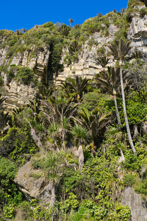 Nikau Palm or Shaving Brush Palm (<i>Rhopalostylis sapida</i>), a New Zealand feather palm also found at 44S in the Chatham Islands, making it the southernmost palm. rhopalostylis-2553htm'>Rhopalostylis.