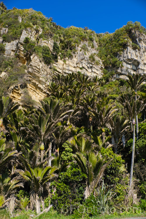 Nikau Palm or Shaving Brush Palm (<i>Rhopalostylis sapida</i>), a New Zealand feather palm also found at 44S in the Chatham Islands, making it the southernmost palm. rhopalostylis-2553htm'>Rhopalostylis.
