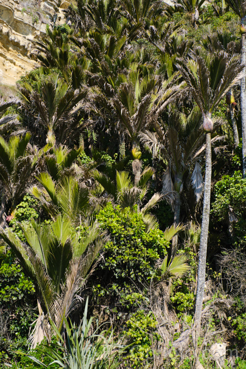 Nikau Palm or Shaving Brush Palm (<i>Rhopalostylis sapida</i>), a New Zealand feather palm also found at 44S in the Chatham Islands, making it the southernmost palm. rhopalostylis-2553htm'>Rhopalostylis.