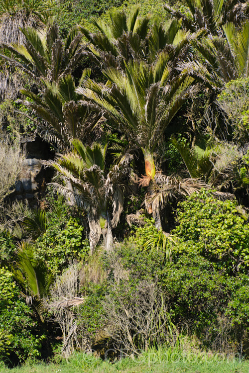 Nikau Palm or Shaving Brush Palm (<i>Rhopalostylis sapida</i>), a New Zealand feather palm also found at 44S in the Chatham Islands, making it the southernmost palm. rhopalostylis-2553htm'>Rhopalostylis.
