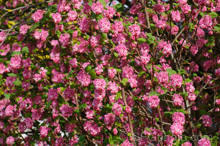 Winter. Currant (<i>Ribes sanguineum</i>), a late winter- to early spring-flowering deciduous shrub that can grow to 4m tall It is native to the western United States