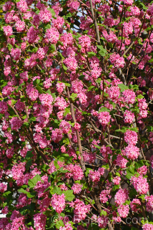 Winter. Currant (<i>Ribes sanguineum</i>), a late winter- to early spring-flowering deciduous shrub that can grow to 4m tall It is native to the western United States