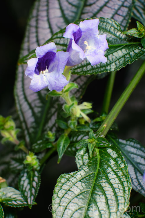 <a href='acanthaceae-plant-family-photoshtml'>Acanthaceae</a>