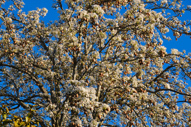 Asian Pear, Nashi Pear or Sand Pear (<i>Pyrus pyrifolia</i>), a deciduous tree up to 12m tall, native to central and western China. The fruits are edible and similar to the common pear, but rather watery with a slight hint of apple flavour. Commercial cultivars have flesh with quite a smooth consistency, but the fruit of the wild plant, as shown here, can be somewhat gritty, hence the name. Sand Pear. In mild climates fruits can remain on the tree through winter, sometimes right up until flowering time. Order: Rosales, Family: Rosaceae