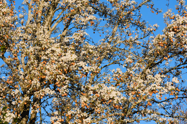 Asian Pear, Nashi Pear or Sand Pear (<i>Pyrus pyrifolia</i>), a deciduous tree up to 12m tall, native to central and western China. The fruits are edible and similar to the common pear, but rather watery with a slight hint of apple flavour. Commercial cultivars have flesh with quite a smooth consistency, but the fruit of the wild plant, as shown here, can be somewhat gritty, hence the name. Sand Pear. In mild climates fruits can remain on the tree through winter, sometimes right up until flowering time. Order: Rosales, Family: Rosaceae Asian Pear, Nashi Pear or Sand Pear (<i>Pyrus pyrifolia</i>), a deciduous tree up to 12m tall, native to central and western China. The fruits are edible and similar to the common pear, but rather watery with a slight hint of apple flavour. Commercial cultivars have flesh with quite a smooth consistency, but the fruit of the wild plant, as shown here, can be somewhat gritty, hence the name. Sand Pear. In mild climates fruits can remain on the tree through winter, sometimes right up until flowering time. Order: Rosales, Family: Rosaceae