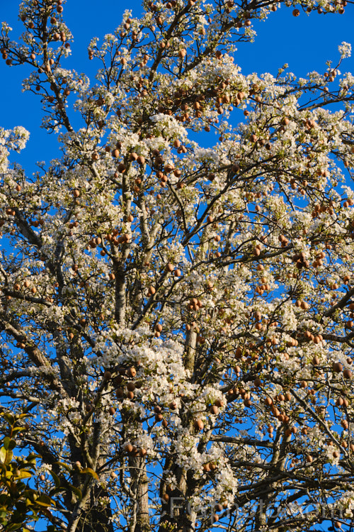 Asian Pear, Nashi Pear or Sand Pear (<i>Pyrus pyrifolia</i>), a deciduous tree up to 12m tall, native to central and western China. The fruits are edible and similar to the common pear, but rather watery with a slight hint of apple flavour. Commercial cultivars have flesh with quite a smooth consistency, but the fruit of the wild plant, as shown here, can be somewhat gritty, hence the name. Sand Pear. In mild climates fruits can remain on the tree through winter, sometimes right up until flowering time. Order: Rosales, Family: Rosaceae