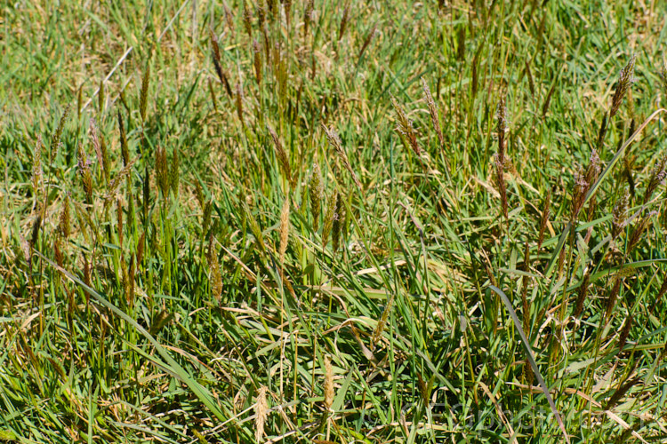 Sweet Vernal, Holy. Grass, Buffalo. Grass or Vanilla. Grass (<i>Anthoxanthum odoratum</i>) in flower in spring. This short-lived, perennial, Eurasian grass is now well-established in many temperate areas. Its flower stems are up to 50cm and have usually dried of by early summer, when they turn a golden colour. It is cultivated as a lawn grass and emits a vanilla scent when cut. anthoxanthum-3625htm'>Anthoxanthum. .