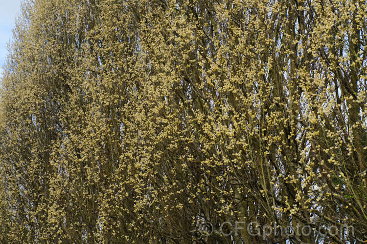Pussy Willow (<i>Salix caprea</i>), a European and north-east Asian deciduous shrub or small tree cultivated for its fluffy spring catkins. Rather invasive, it naturalises freely and often grows wild on riverbanks. Order: Malpighiales, Family: Salicaceae