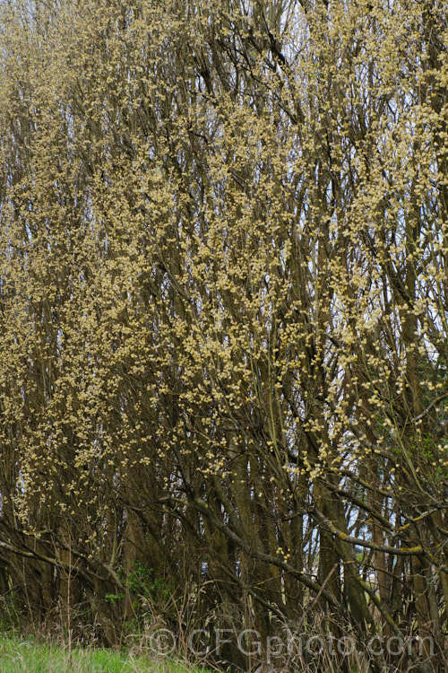 Pussy Willow (<i>Salix caprea</i>), a European and north-east Asian deciduous shrub or small tree cultivated for its fluffy spring catkins. Rather invasive, it naturalises freely and often grows wild on riverbanks. Order: Malpighiales, Family: Salicaceae
