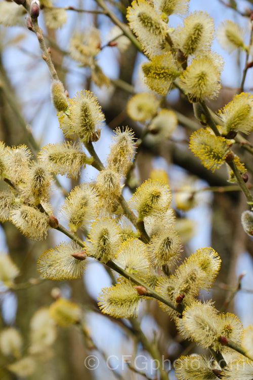 Pussy Willow (<i>Salix caprea</i>), a European and north-east Asian deciduous shrub or small tree cultivated for its fluffy spring catkins. Rather invasive, it naturalises freely and often grows wild on riverbanks. Order: Malpighiales, Family: Salicaceae