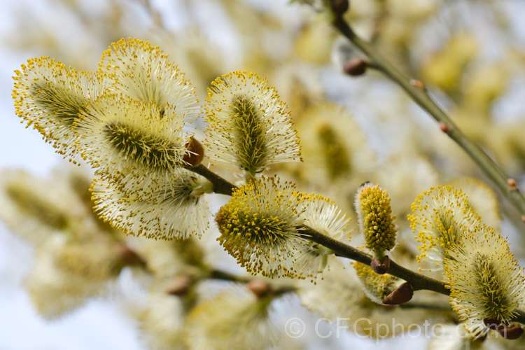 Pussy Willow (<i>Salix caprea</i>), a European and north-east Asian deciduous shrub or small tree cultivated for its fluffy spring catkins. Rather invasive, it naturalises freely and often grows wild on riverbanks. Order: Malpighiales, Family: Salicaceae