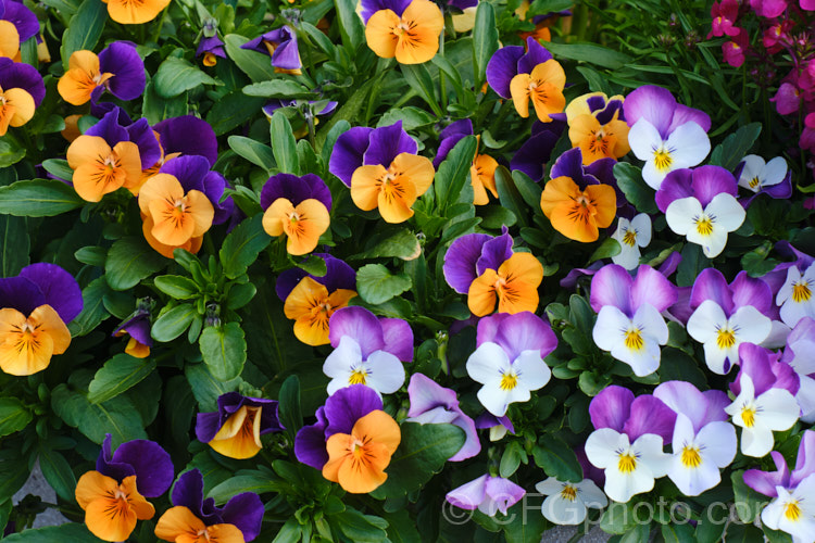 Two shades of the Johnny. Jump-up series of pansies, a dwarf range that flowers over a long season from autumn into early summer. They are at their best in spring, when these vibrant little flowers give a real burst of colour. viola-2165htm'>Viola. <a href='violaceae-plant-family-photoshtml'>Violaceae</a>.
