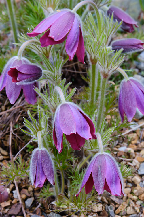 Pasque. Flower (<i>Pulsatilla vulgaris</i>), a popular spring-flowering rockery perennial that occurs naturally over much of northern Europe from Britain to Siberia. The flowers occur mainly in mauve to purple shades, but garden cultivars extend the colour range to include white, pink and red . pulsatilla-2767htm'>Pulsatilla.
