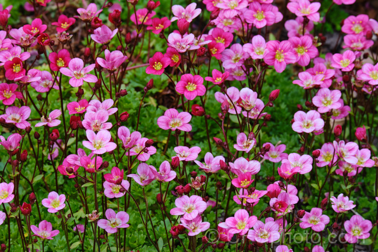 Saxifraga x arendsii 'Red Fire', one of a group of hybrids with complex parentage that includes. Saxifraga exarata, Saxifraga moschata, Saxifraga rosacea and Saxifraga hypnoides. They are low, hummock-forming plants that are collectively known as mossy saxifrages, and encompass a wide range of flower colours. saxifraga-2487htm'>Saxifraga. <a href='saxifragaceae-plant-family-photoshtml'>Saxifragaceae</a>.