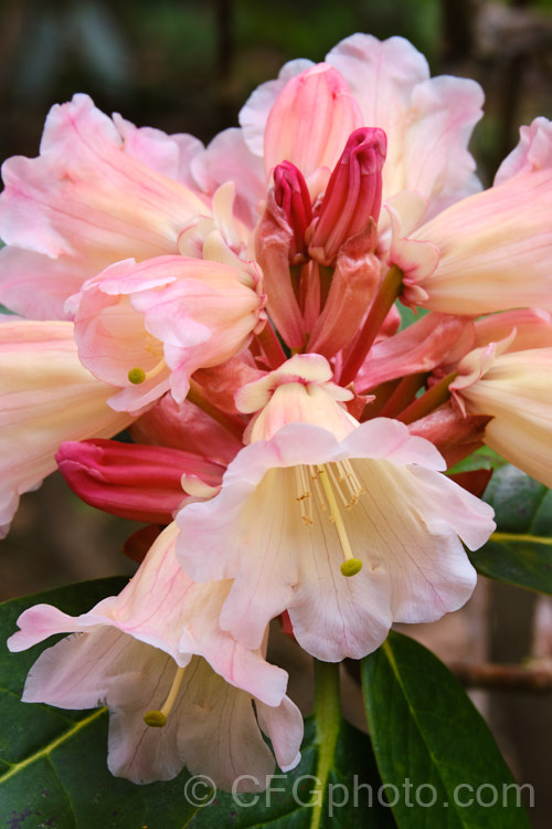 Rhododendron 'Dido' (<i>Rhododendron dichroanthum x Rhododendron decorum</i>), a mounding shrub up to 18m high and wide, raised by Eustace. Wilding of England and introduced in 1934. It is now not common as a garden plant but has been hugely influential in the development of modern hybrids