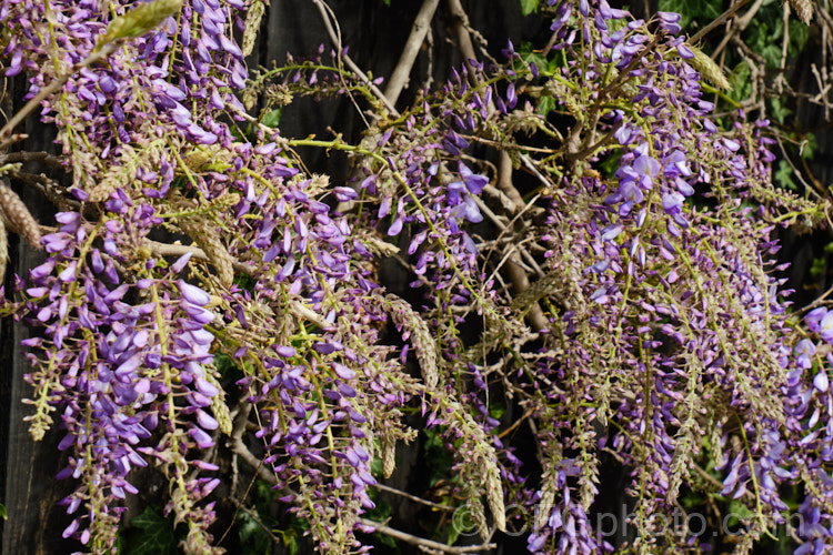 The just opening buds of Wisteria sinensis 'Amethyst', a New Zealand -raised cultivar that is distinguished by an abundance of relatively short racemes with flowers that are deep purple in bud, with reddish-purple calyces that emphasise the dark colouration. It is strongly scented. wisteria-2308htm'>Wisteria.