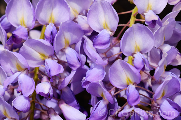 The just opening buds of Wisteria sinensis 'Amethyst', a New Zealand -raised cultivar that is distinguished by an abundance of relatively short racemes with flowers that are deep purple in bud, with reddish-purple calyces that emphasise the dark colouration. It is strongly scented. wisteria-2308htm'>Wisteria.