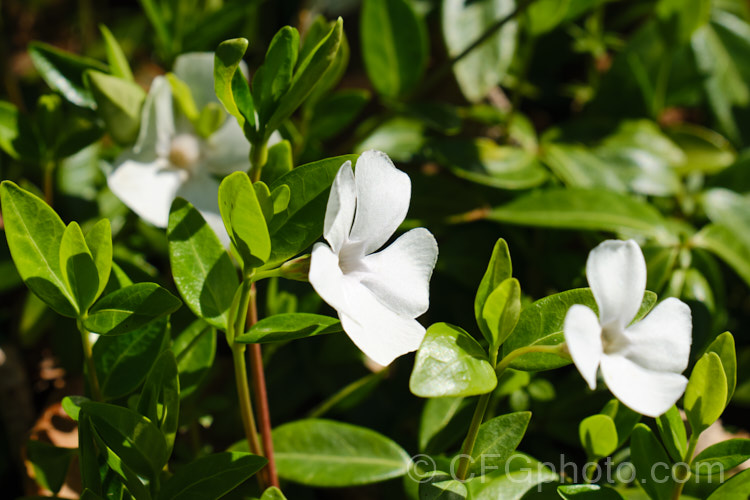 Vinca minor 'Alba', a white-flowered cultivar of the Lesser Periwinkle, a quick-spreading evergreen ground-cover found from western Europe to the Caucasus It flowers for much of the year, most heavily in spring, and can be very invasive. vinca-3390htm'>Vinca. Order: Gentianales, Family: Apocynaceae