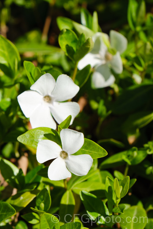 Vinca minor 'Alba', a white-flowered cultivar of the Lesser Periwinkle, a quick-spreading evergreen ground-cover found from western Europe to the Caucasus It flowers for much of the year, most heavily in spring, and can be very invasive. vinca-3390htm'>Vinca. Order: Gentianales, Family: Apocynaceae