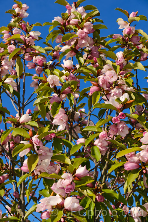 Magnolia 'Fairy Blush' (syn. Michelia 'Fairy Blush'), an evergreen shrub or small tree to around 5m tall. The flowers begin to open in late winter and continue well into spring. Although it has. Magnolia x foggii (<i>Magnolia doltsopa x Magnolia figo</i>) in its background it has little or no noticeable scent. Order: Magnoliales, Family: Magnoliaceae