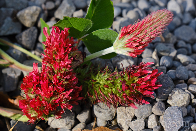 Crimson Clover or Italian Clover (<i>Trifolium incarnatum</i>), an annual or short-lived perennial clover originally native to Europe but now widely cultivated in the perennial zones. The inflorescence can be up to 5cm long. trifolium-3369htm'>Trifolium.