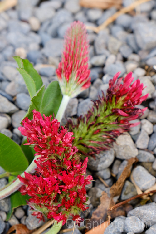 Crimson Clover or Italian Clover (<i>Trifolium incarnatum</i>), an annual or short-lived perennial clover originally native to Europe but now widely cultivated in the perennial zones. The inflorescence can be up to 5cm long. trifolium-3369htm'>Trifolium.
