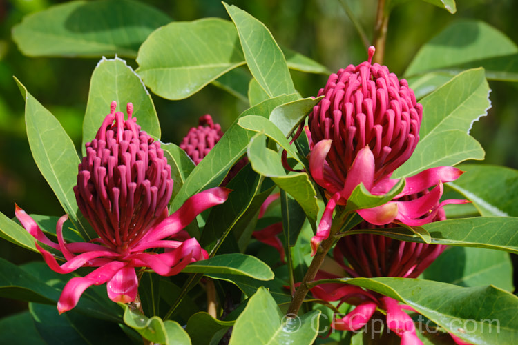 New South Wales. Waratah (<i>Telopea speciosissima</i>), an evergreen, spring-flowering shrub or small tree native to southeastern Australia. It grows to around 6m tall, often with a considerable spread. Order: Proteales, Family: Proteaceae