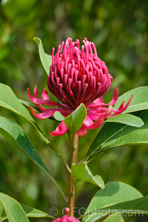 New South Wales. Waratah (<i>Telopea speciosissima</i>), an evergreen, spring-flowering shrub or small tree native to southeastern Australia. It grows to around 6m tall, often with a considerable spread. Order: Proteales, Family: Proteaceae