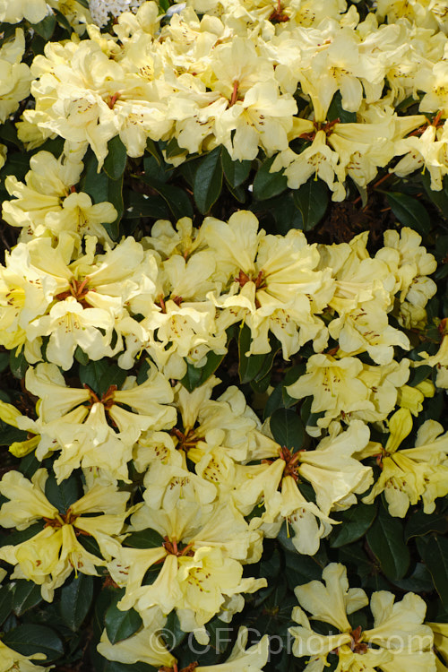 Rhododendron 'Parisienne' (<i>Rhododendron valentianum x Rhododendron burmanicum</i>), an early-flowering hybrid with bronze foliage. Raised by Rothschild in 1947, it was among the first yellow-flowered hybrids and in common with many of these it lacks hardiness. The modern form of 'Parisienne' is more compact than the original cultivar and is sometimes called 'Parisienne. Improved', though as it has largely replaced the earlier form this distinction is hardly necessary