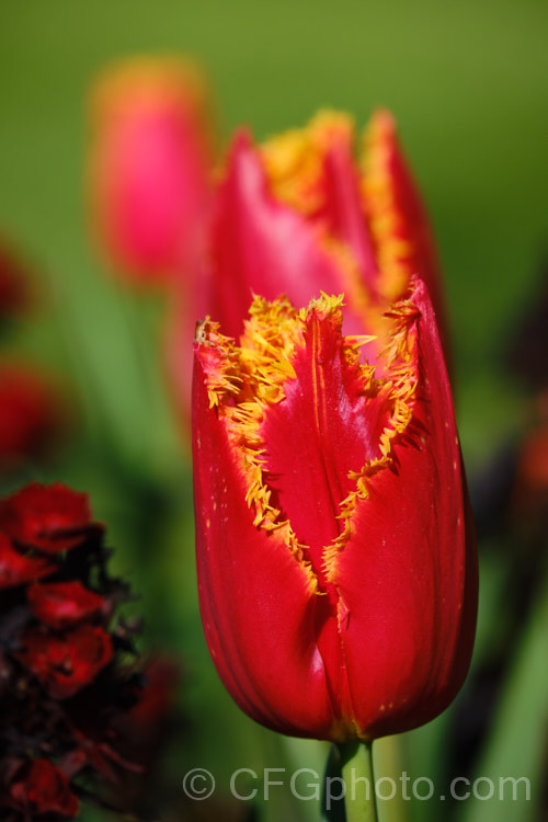 Tulipa 'Fabio', a division 7. Fringed tulip registered in 1998 by Vertuco. Its flower stems are around 45cm tall. The flowers are a bright red with a gold fringe and irregular tiny gold spots. Order: Liliales, Family: Liliaceae