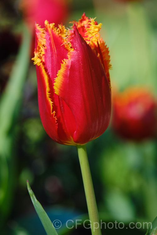 Tulipa 'Fabio', a division 7. Fringed tulip registered in 1998 by Vertuco. Its flower stems are around 45cm tall. The flowers are a bright red with a gold fringe and irregular tiny gold spots. Order: Liliales, Family: Liliaceae
