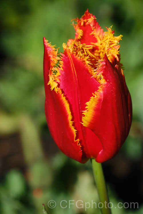 Tulipa 'Fabio', a division 7. Fringed tulip registered in 1998 by Vertuco. Its flower stems are around 45cm tall. The flowers are a bright red with a gold fringe and irregular tiny gold spots. Order: Liliales, Family: Liliaceae