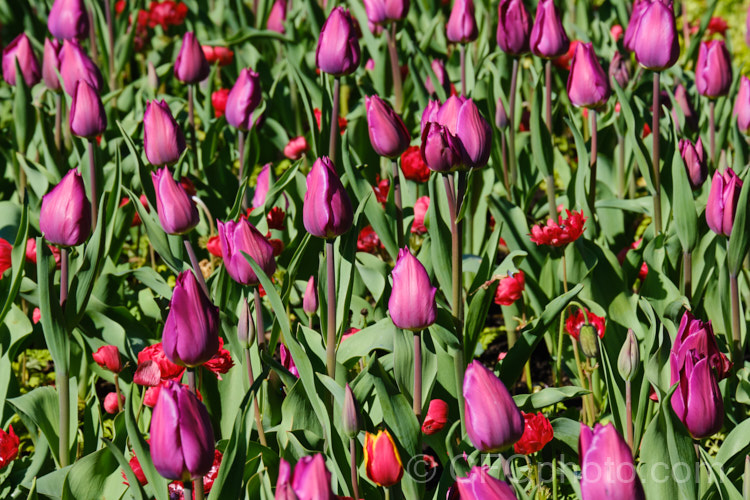 Tulipa 'Heydar. Aliyev', named after the former president or Azerbaijan, this Dutch-raised Category 5. Single. Late hybrid has beautifully shaded purple-pink flowers with a yellow centre that becomes apparent when the blooms open fully. Order: Liliales, Family: Liliaceae