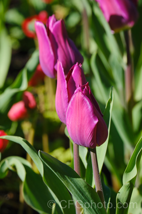 Tulipa 'Heydar. Aliyev', named after the former president or Azerbaijan, this Dutch-raised Category 5. Single. Late hybrid has beautifully shaded purple-pink flowers with a yellow centre that becomes apparent when the blooms open fully. Order: Liliales, Family: Liliaceae