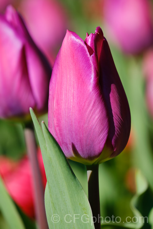 Tulipa 'Heydar. Aliyev', named after the former president or Azerbaijan, this Dutch-raised Category 5. Single. Late hybrid has beautifully shaded purple-pink flowers with a yellow centre that becomes apparent when the blooms open fully. Order: Liliales, Family: Liliaceae