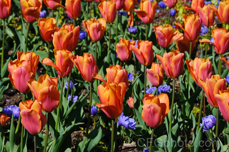 Tulipa 'Orange Babies', this Category 5. Single. Late hybrid has flower stems to 35cm high and beautifully shaded orange and dusky red flowers. Order: Liliales, Family: Liliaceae