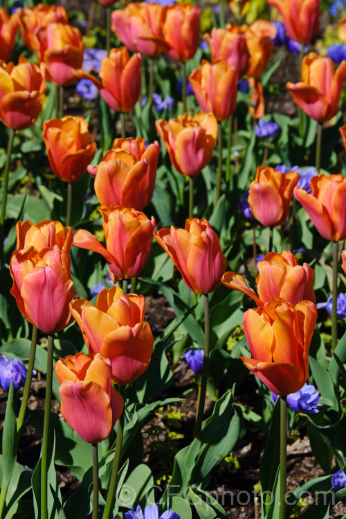 Tulipa 'Orange Babies', this Category 5. Single. Late hybrid has flower stems to 35cm high and beautifully shaded orange and dusky red flowers. Order: Liliales, Family: Liliaceae