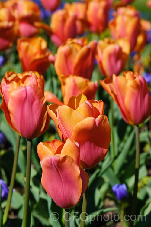 Tulipa 'Orange Babies', this Category 5. Single. Late hybrid has flower stems to 35cm high and beautifully shaded orange and dusky red flowers. Order: Liliales, Family: Liliaceae