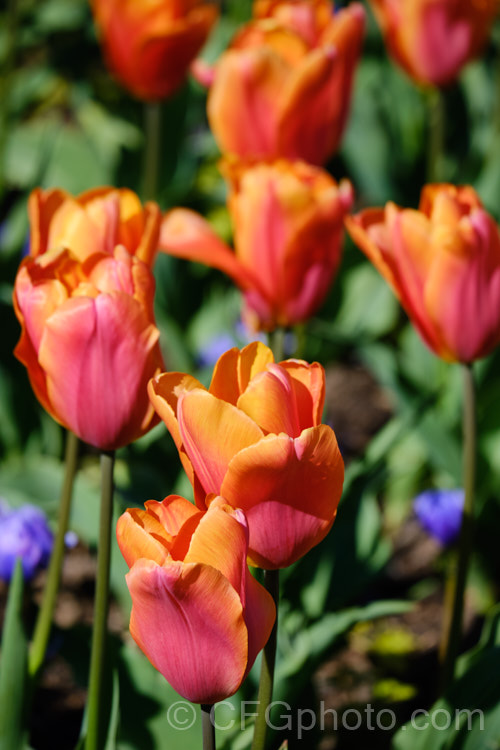 Tulipa 'Orange Babies', this Category 5. Single. Late hybrid has flower stems to 35cm high and beautifully shaded orange and dusky red flowers. Order: Liliales, Family: Liliaceae