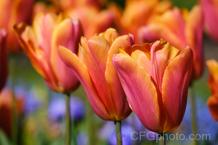 Tulipa 'Orange Babies', this Category 5. Single. Late hybrid has flower stems to 35cm high and beautifully shaded orange and dusky red flowers. Order: Liliales, Family: Liliaceae