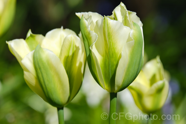 Tulipa 'Spring Green', a Viridiflora (<i>Category 8) hybrid raised by Liefting and introduced in 1969. Its flower stems can be over 50cm tall Order: Liliales, Family: Liliaceae