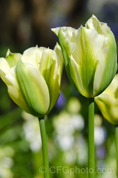 Tulipa 'Spring Green', a Viridiflora (<i>Category 8) hybrid raised by Liefting and introduced in 1969. Its flower stems can be over 50cm tall Order: Liliales, Family: Liliaceae