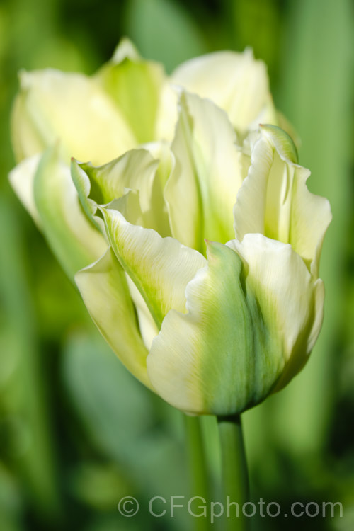 Tulipa 'Spring Green', a Viridiflora (<i>Category 8) hybrid raised by Liefting and introduced in 1969. Its flower stems can be over 50cm tall Order: Liliales, Family: Liliaceae